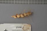 Click for 1 image(s) for this accession. Spike